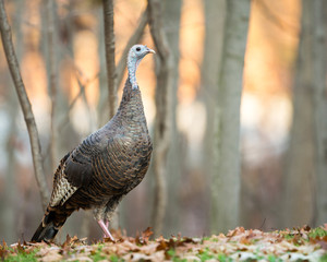 Wild Turkey Looking at Copy Space