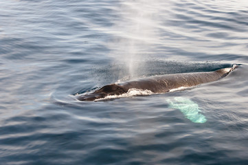 Fototapeta premium Humpback Whale - Greenland