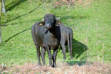 Buffaloes raised in the household of
countryside