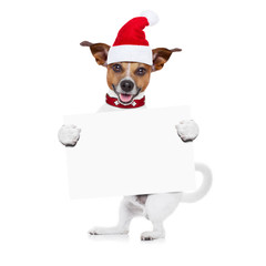 christmas dog as  santa claus
