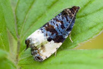 The Plum Tortrix or Hedya pruniana moth on green leaf.