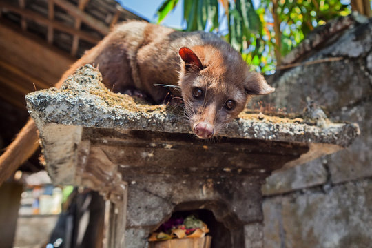Tame Luwak sitting on temple top - wild viverra living in forests on Bali island, make most expensive coffee in world. Travels in Asia. Indonesian and Balinese wildlife backgrounds and animals theme.