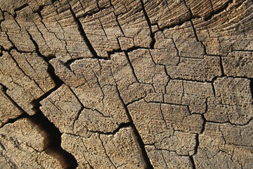 old cut tree