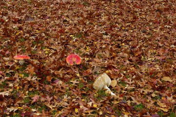 Les amanites tue-mouches