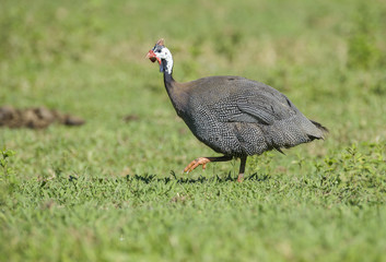 Helmeted Guineafowl (Numida meleagris), Mangueiras Ranch,  Bairro da Ponte Nova, Sao Paulo, Brazil 