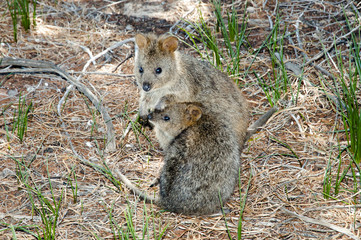 Quokkas - Rottnest Island - Australia