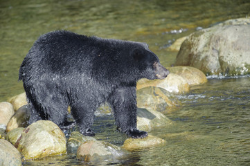 Obraz na płótnie Canvas Black Bear (Ursus americanus), Thornton Fish Hatchery, Ucluelet, British Columbia, Canada