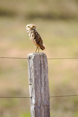 Burrowing Owl (Athene cunicularia), perched on fence post, Mato Grosso, Brazil