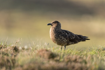 Große Raubmöwe, Great skua, Stercorarius skua