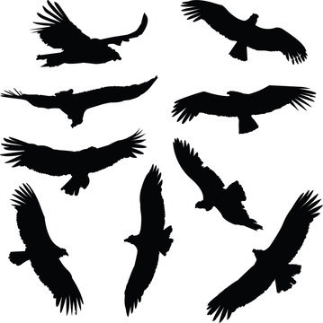 A set of Condor illustration silhouettes.