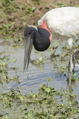 Jabiru Stork (Jabiru mycteria), Arraras Lodge, Pantanal, Mato Grosso, Brazil