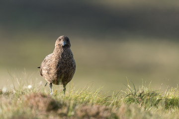 Große Raubmöwe, Great skua, Stercorarius skua