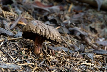 Champignons