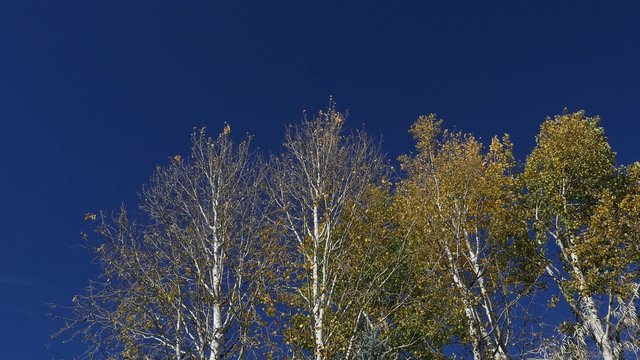 Golden Aspen leaves blow in wind, 4K