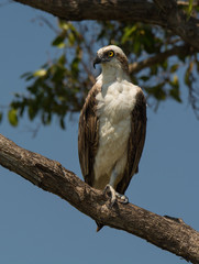 Osprey Perched Over Florida Wetland