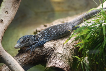 Lézard