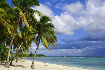 Palm trees at Playa Coco, Playa Girón, Cuba