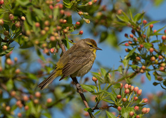 Palm Warbler