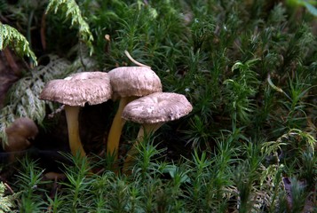 Champignons