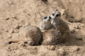 Fototapeta premium Meerkats in Antwerp zoo