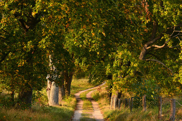 autumn country road with trees