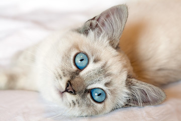 Blue Eyes Kitten - obrazy, fototapety, plakaty