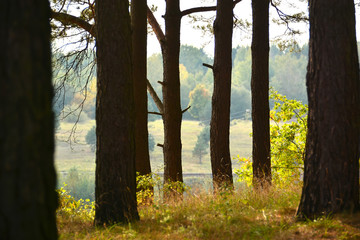 road in forest to lake