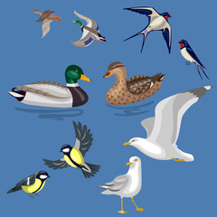 Obraz premium Set of Wild Birds