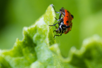 ladybug macro