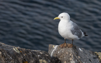 Iceland Seagull Portrait