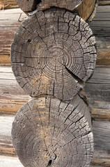 rings on old wooden logs