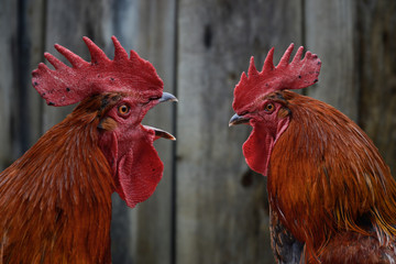 Two roosters against each other. Dominant rooster crowing, isolated on wooden background © Matt Benzero