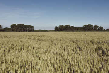 wheat field