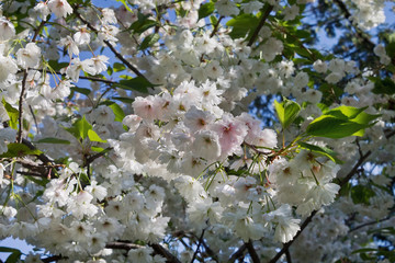  white flowers of decorative cherry closeup