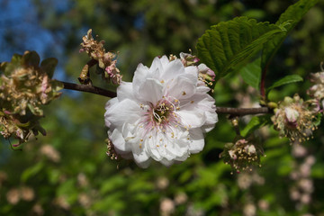 white flower on a branch closeup