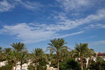 Fototapeta na wymiar palm trees against a blue cloudy sky