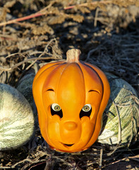 Carved Halloween pumpkin toy with realistic  eyes in a farm fiel