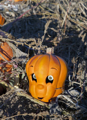 Carved Halloween pumpkin toy with realistic  eyes in a farm fiel