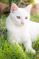 Cute cat in the green grass