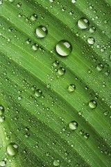 A background of water drops on a green leaf.