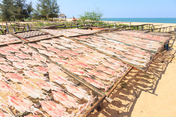 Drying squid by sun light on net