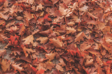 kräftig rote herbstblätter verteilt auf boden