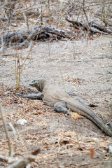 Biggest Lizard Komodo Dragon (Varanus komodoensis) in the Wild