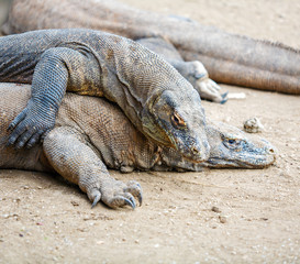 Biggest Lizard Komodo Dragon (Varanus komodoensis) in the Wild