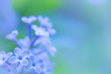 Lilac flowers