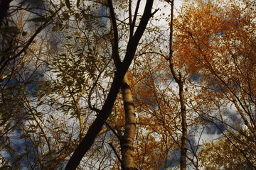 Fototapeta premium Branches of autumn trees