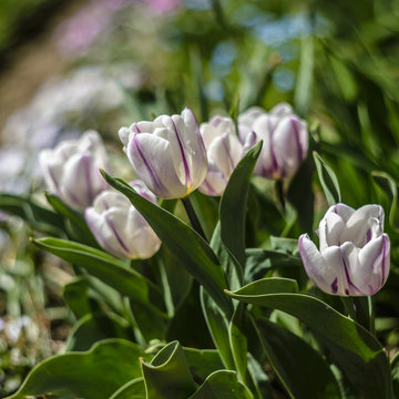 Close up of white  tulips Flaming Flag in spring garden.