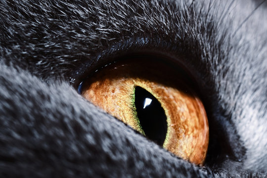yellow cat's eye macro