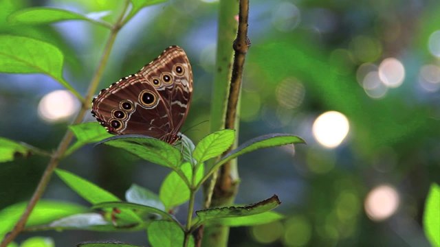 Mariposa azul de Costa Rica,one
