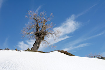 Estación del invierno en la sierra de las Nieves, Málaga